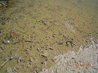10 pollywogs in many puddles