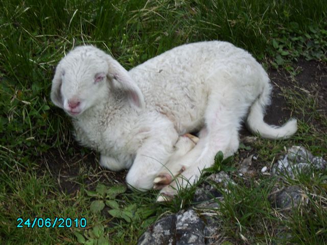 the young resident during summer season